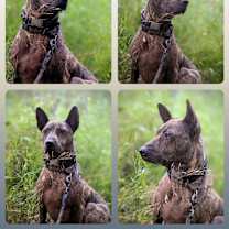 Thumbnail photo of Nala #2