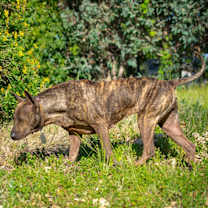 Thumbnail photo of Nala #3