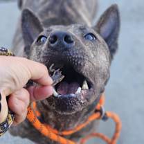 Thumbnail photo of Nala #4