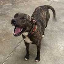 Thumbnail photo of Cain #2