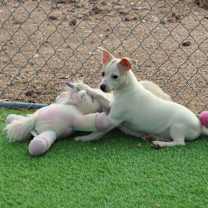 adopt-pet