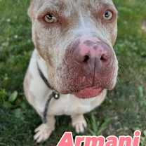 Thumbnail photo of Armani #1