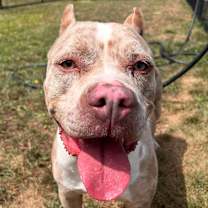 Thumbnail photo of Armani #2