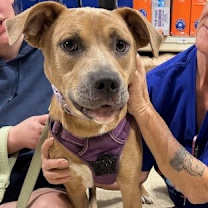 Thumbnail photo of Lucy #3