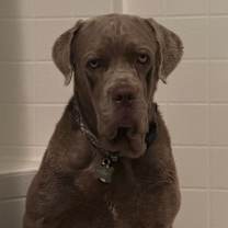 adopt-pet