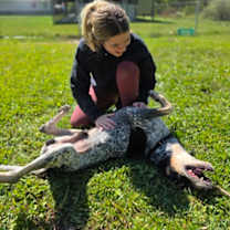 Thumbnail photo of Scrappy #2