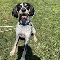 Thumbnail photo of Scrappy #3