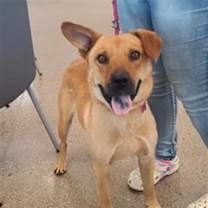 adopt-pet