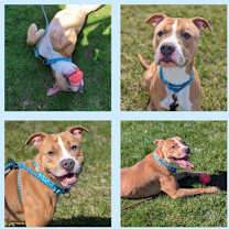 Thumbnail photo of Duke #2