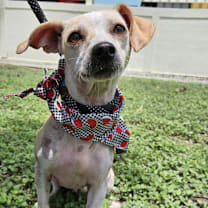 Thumbnail photo of Honey JH #1