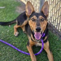 adopt-pet