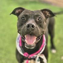 adopt-pet