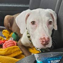 Thumbnail photo of Yoda #2