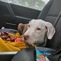 Thumbnail photo of Yoda #3