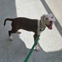 Thumbnail photo of Yoda #4