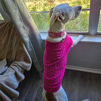 Thumbnail photo of Skyler #4