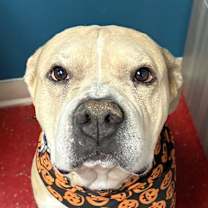adopt-pet