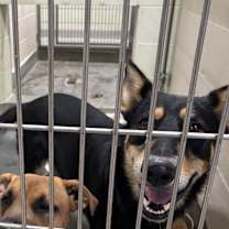 Thumbnail photo of LOBO #2