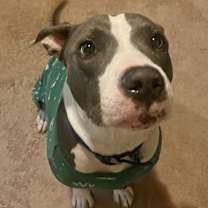 adopt-pet