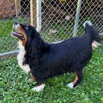 Thumbnail photo of Sadie #3