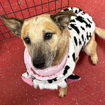 adopt-pet
