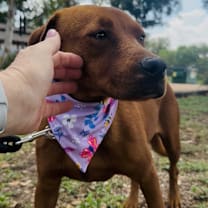 Thumbnail photo of Lola #1