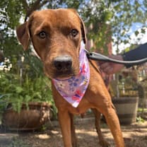 Thumbnail photo of Lola #4