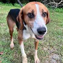 Thumbnail photo of Bison #3