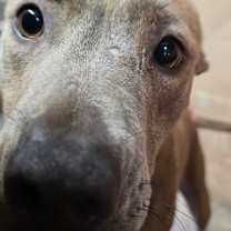 Thumbnail photo of Blondie #3