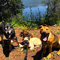 Thumbnail photo of Scooby Doo **Video** #2