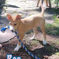 Thumbnail photo of Roo #2