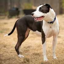 Thumbnail photo of Mia #1