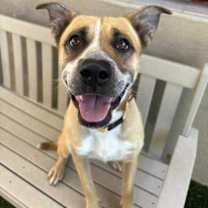 adopt-pet
