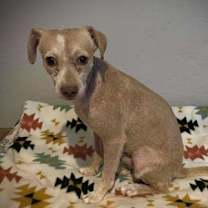 adopt-pet
