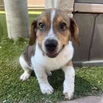 adopt-pet