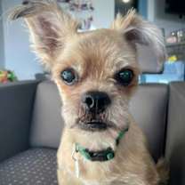 adopt-pet