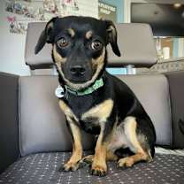 adopt-pet