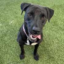 adopt-pet