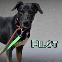 adopt-pet