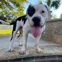 Thumbnail photo of Grady #1