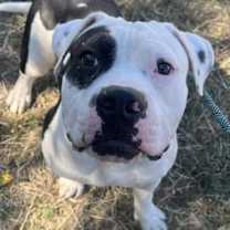 Thumbnail photo of Grady #2