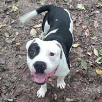 Thumbnail photo of Grady #3