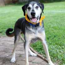 Thumbnail photo of Alfie #4