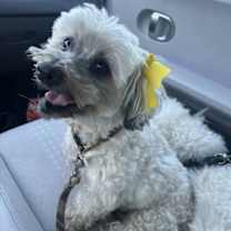 Thumbnail photo of Chiquita #1