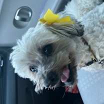 Thumbnail photo of Chiquita #4