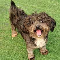 Thumbnail photo of Nala #1