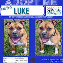 Thumbnail photo of Luke #2