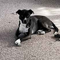 adopt-pet