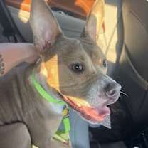 adopt-pet