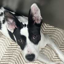 adopt-pet